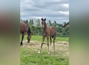 Westphalian, Stallion, 1 year, Brown