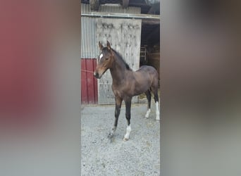 Westphalian, Stallion, 1 year, Brown