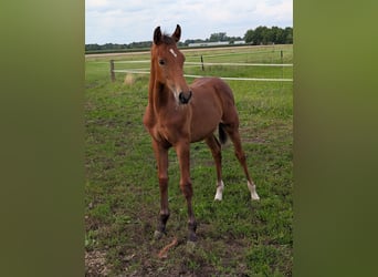 Westphalian, Stallion, 1 year, Brown