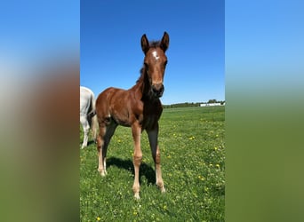 Westphalian, Stallion, 1 year, Brown