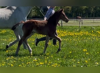 Westphalian, Stallion, 1 year, Brown