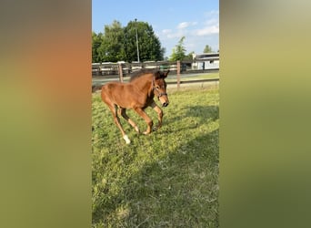 Westphalian, Stallion, 1 year, Brown