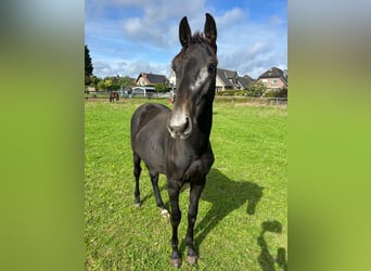 Westphalian, Stallion, 1 year, Can be white