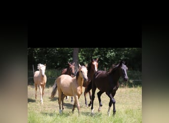 Westphalian, Stallion, 1 year, Chestnut