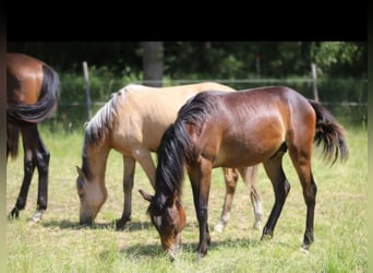 Westphalian, Stallion, 1 year, Chestnut