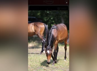 Westphalian, Stallion, 1 year, Chestnut