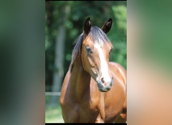 Westphalian, Stallion, 1 year, Chestnut