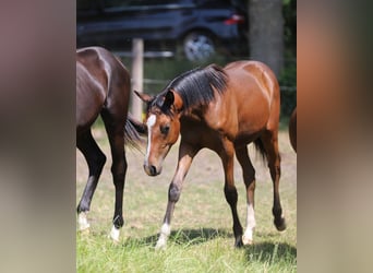 Westphalian, Stallion, 1 year, Chestnut