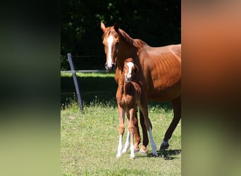 Westphalian, Stallion, 1 year, Chestnut
