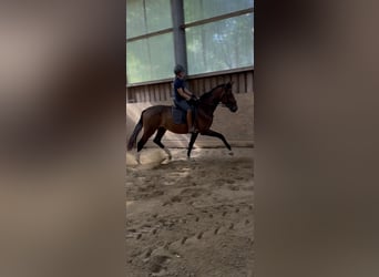 Westphalian, Stallion, 1 year, Chestnut