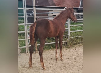 Westphalian, Stallion, 1 year, Chestnut-Red