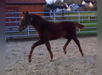 Westphalian, Stallion, 1 year, Chestnut-Red