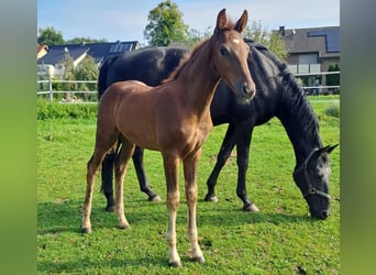 Westphalian, Stallion, 1 year, Chestnut-Red