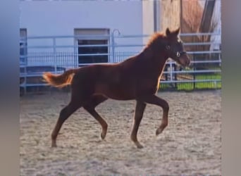 Westphalian, Stallion, 1 year, Chestnut-Red