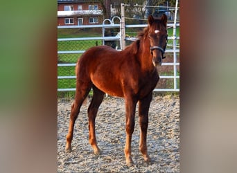 Westphalian, Stallion, 1 year, Chestnut-Red