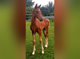 Westphalian, Stallion, 1 year, Chestnut-Red