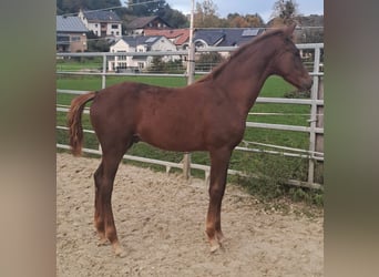 Westphalian, Stallion, 1 year, Chestnut-Red