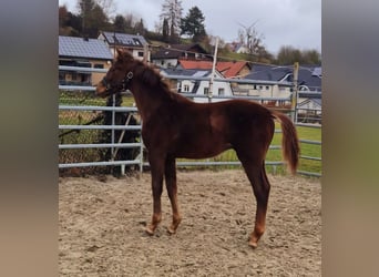 Westphalian, Stallion, 1 year, Chestnut-Red