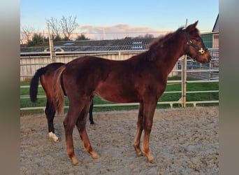 Westphalian, Stallion, 1 year, Chestnut-Red