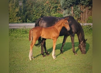 Westphalian, Stallion, 1 year, Chestnut-Red