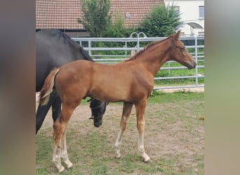 Westphalian, Stallion, 1 year, Chestnut-Red