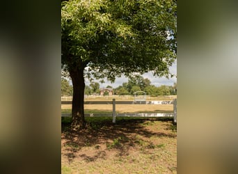 Westphalian, Stallion, 1 year, Chestnut-Red