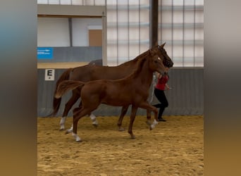 Westphalian, Stallion, 1 year, Chestnut-Red
