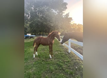 Westphalian, Stallion, 1 year, Chestnut-Red