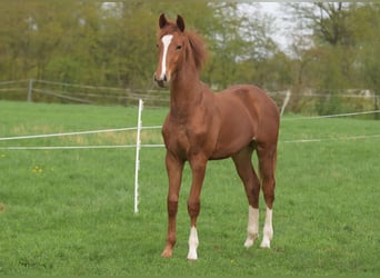 Westphalian, Stallion, 1 year, Chestnut-Red