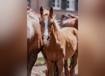 Westphalian, Stallion, 1 year, Chestnut