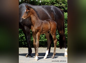 Westphalian, Stallion, 1 year, Smoky-Black