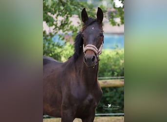 Westphalian, Stallion, 1 year, Smoky-Black