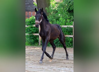 Westfale, Hengst, 1 Jahr, Schwarzbrauner