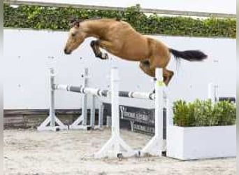 Westfale, Hengst, 2 Jahre, 13,2 hh, Brauner