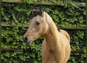 Westfale, Hengst, 2 Jahre, 13,2 hh, Brauner