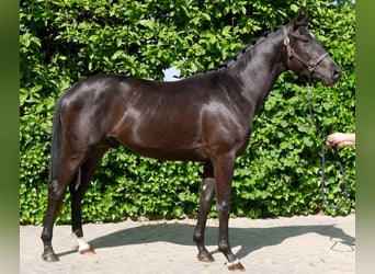 Westphalian, Stallion, 2 years, 15.2 hh, Bay-Dark