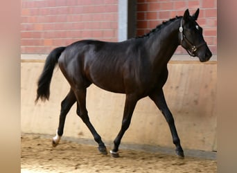 Westphalian, Stallion, 2 years, 15.2 hh, Bay-Dark