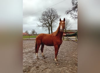 Westphalian, Stallion, 2 years, 15,2 hh, Chestnut