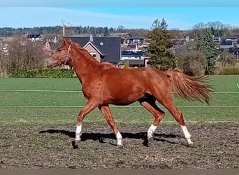 Westphalian, Stallion, 2 years, 15,2 hh, Chestnut