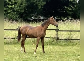 Westphalian, Stallion, 2 years, 15,3 hh, Chestnut