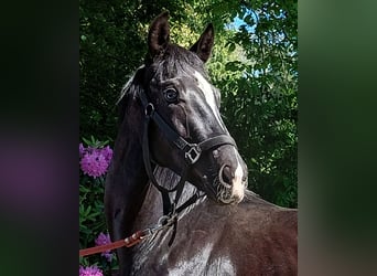 Westphalian, Stallion, 2 years, 16.1 hh, Black