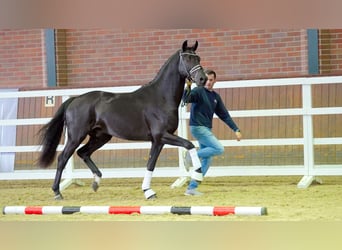 Westphalian, Stallion, 2 years, 16.1 hh, Black