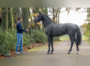 Westphalian, Stallion, 2 years, 16.1 hh, Black