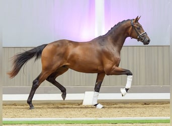 Westphalian, Stallion, 2 years, 16.1 hh, Brown