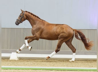 Westphalian, Stallion, 2 years, 16.1 hh, Brown