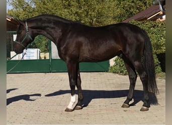 Westphalian, Stallion, 2 years, 16.1 hh, Brown