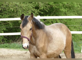 Westphalian, Stallion, 2 years, 16.1 hh, Buckskin