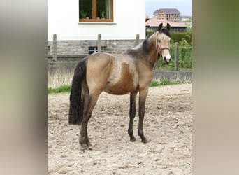 Westphalian, Stallion, 2 years, 16.1 hh, Buckskin