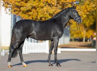 Westphalian, Stallion, 2 years, 16.1 hh, Can be white