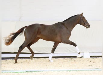 Westphalian, Stallion, 2 years, 16.1 hh, Chestnut
